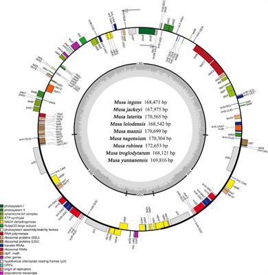 Comparative Analysis the Complete Chloroplast Genomes of Nine Musa Species: Genomic Features, Comparative Analysis, and Phylogenetic Implications